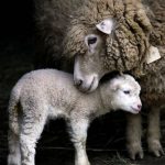 koyunların üremesi