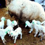koyunlarda doğum öncesi