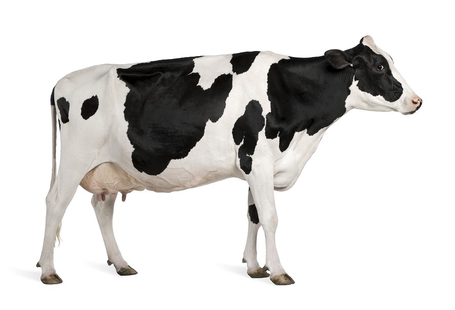 Holştein - Süt Verimi Yüksek Sığır ırkları