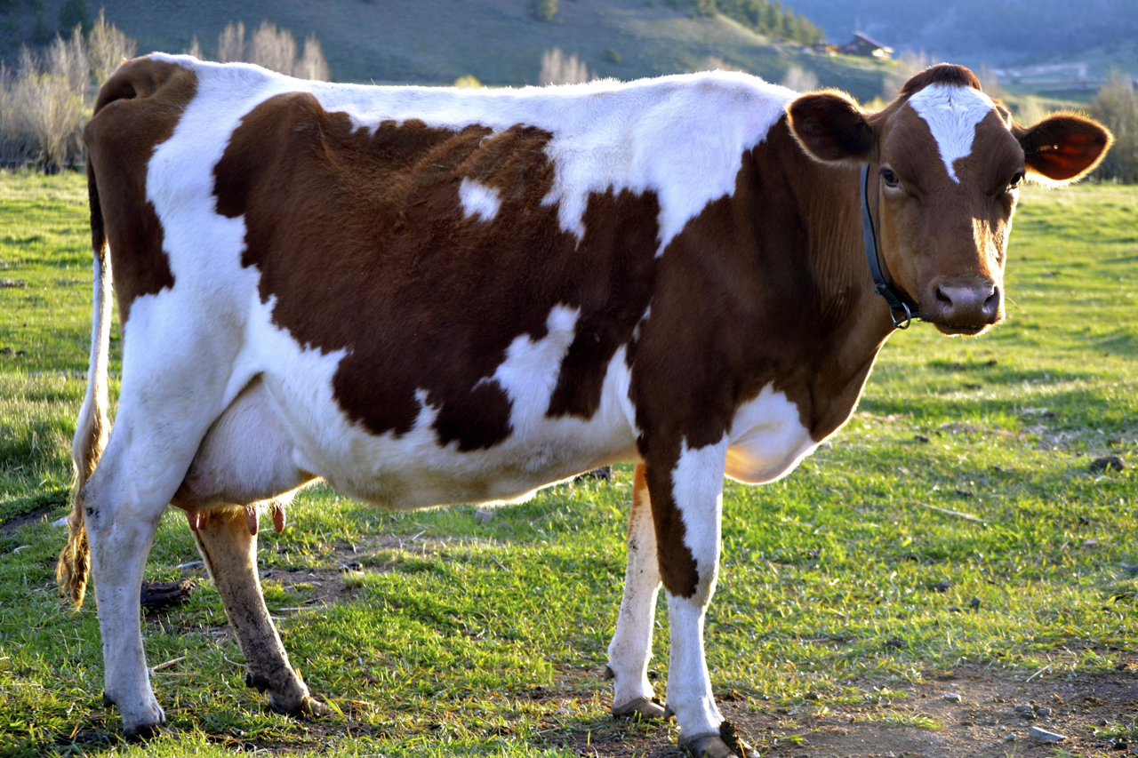 guernsey - Süt Verimi Yüksek Sığır ırkları