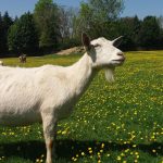 keçi yetiştiriciliğinin avantajları