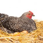 Tavukların Kuluçkaya Yatma İsteğinin Önlenmesi