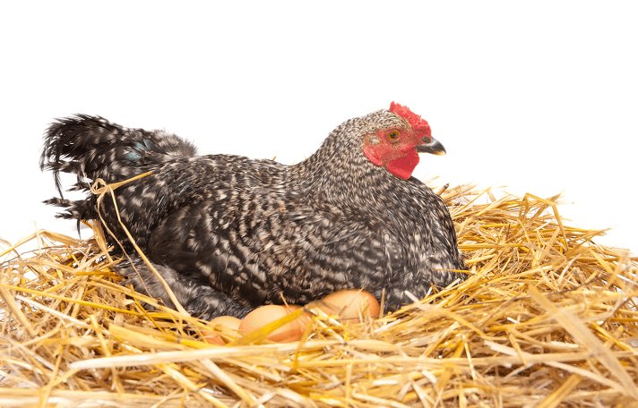 Tavukların Kuluçkaya Yatma İsteğinin Önlenmesi