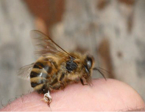 arı sokmasına karşı önlemler